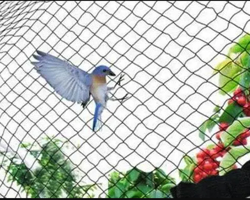 Anti Bird Net
