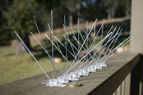 Bird Spike